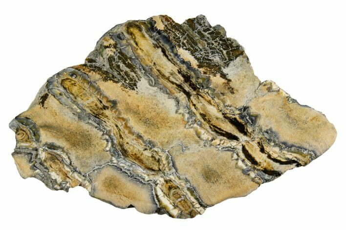 Polished Mammoth Molar Section - South Carolina #335416